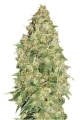 DUBAI POISON OUTDOOR