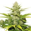 Skunk XL 
