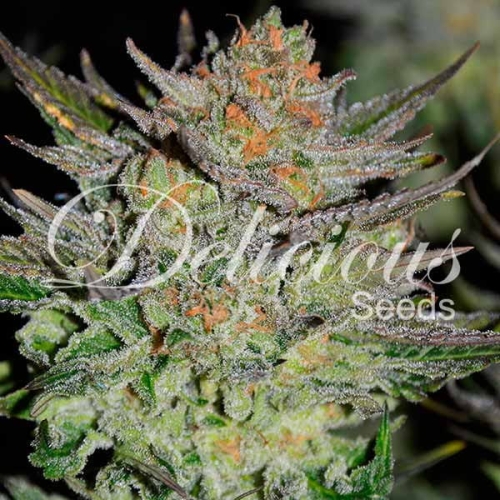 Auto Blue Ace CBD