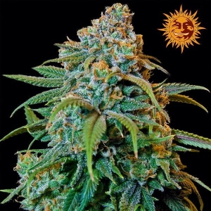 Liberty Haze Hanfsamen