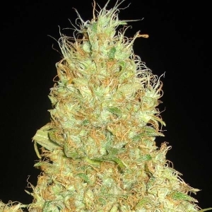 Fruity Chronic Juice Hanfsamen