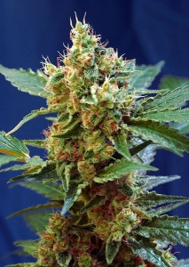 Cream Mandarine XL Auto Hanfsamen