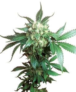 Black Domina Hanfsamen