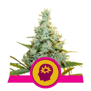 AMG - Amnesia Mac Ganja Hanfsamen