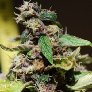 Black Sugar Hanfsamen