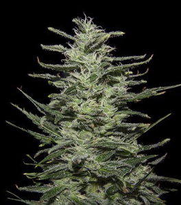 Amnesia Molotov Hanfsamen