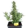 Royal Dwarf Auto