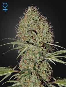 Super Bud Auto Hanfsamen