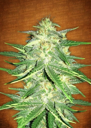 Lemon AK Auto