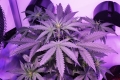 Auto Night Queen