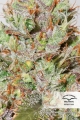 CBD Auto White Widow