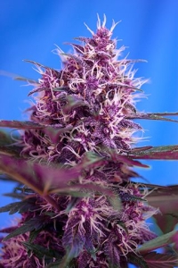 Red Poison Auto Hanfsamen