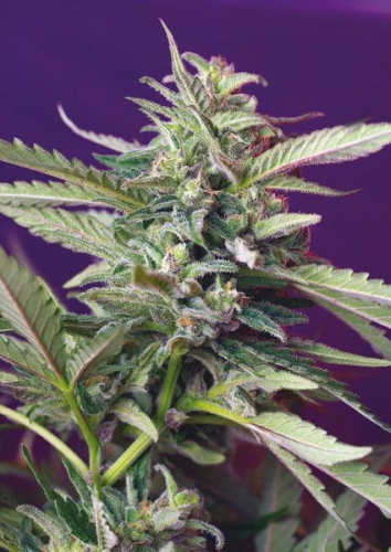 S.A.D. Auto