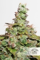 CBD Auto Compassion Lime