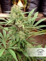 CBD ComPassion ®