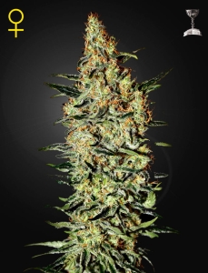Neville's Haze Hanfsamen