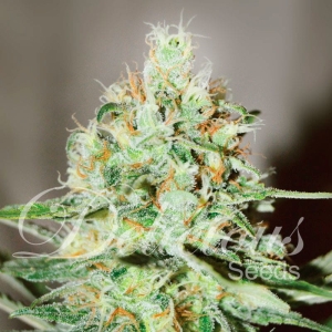 Jägg Kush Hanfsamen