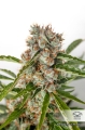 Auto Orange Bud®