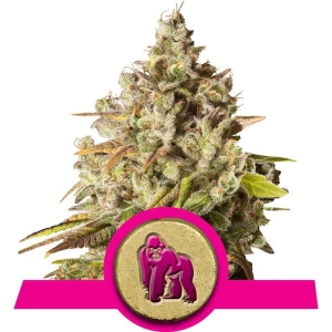 Royal Gorilla Hanfsamen