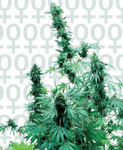 Early Skunk