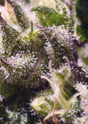 Cream Caramel Auto