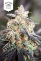 Passion Fruit®