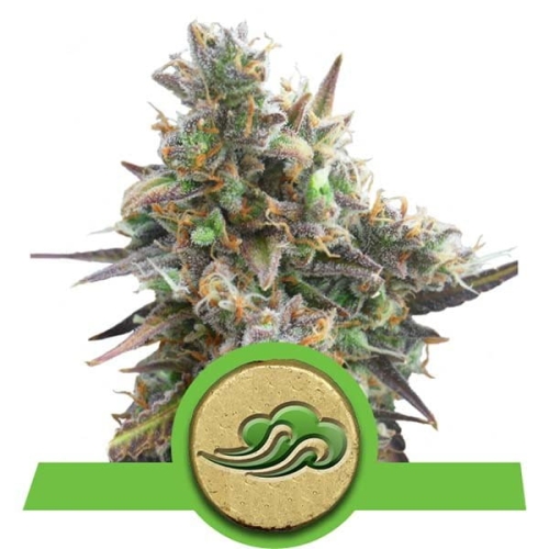 Royal Bluematic Auto