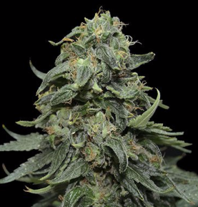 Kabul Express