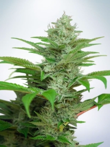 Auto CBD Star Hanfsamen