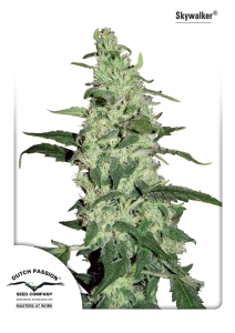 Skywalker Hanfsamen