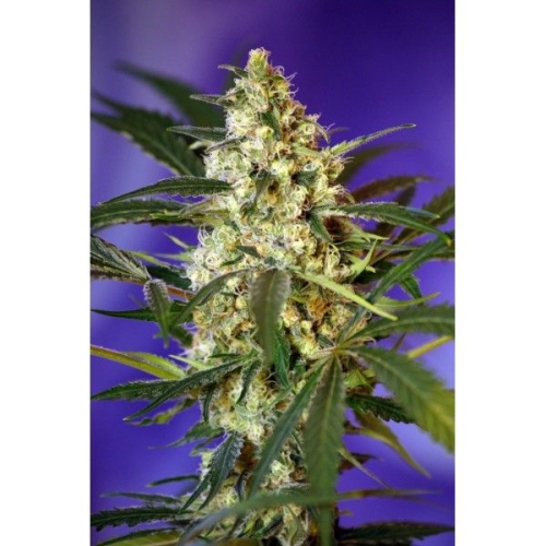 Fast Bud #2 Auto
