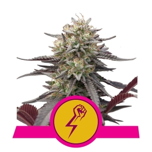 Green Crack Punch  Hanfsamen