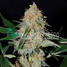 Afghan Kush Early Harvest