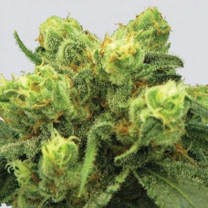 Pre-99 Big Bud Hanfsamen