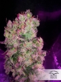 Auto SnowStorm #2