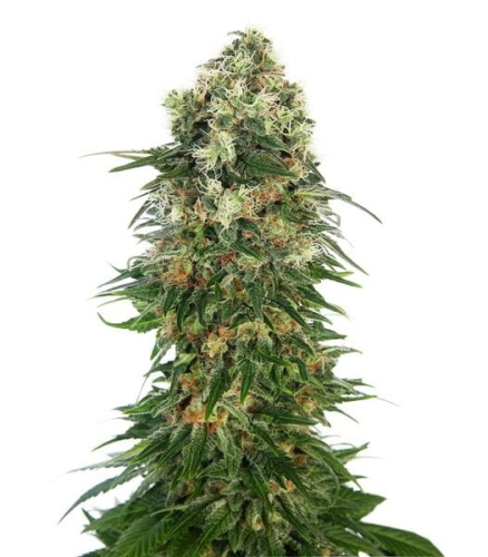 Shiva Skunk Automatic