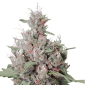 Royal Creamatic Auto