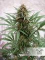 CBD ComPassion ®