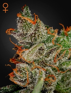 King's Kush Hanfsamen