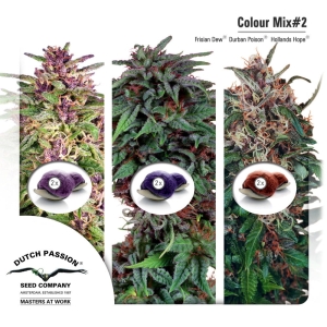 Colour Mix 2 Hanfsamen