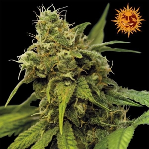Utopia Haze Hanfsamen