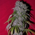 Nev. Haze