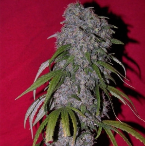 Nev. Haze Hanfsamen