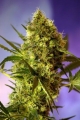 Big Devil #2 Auto