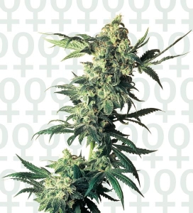 Northern Lights Hanfsamen