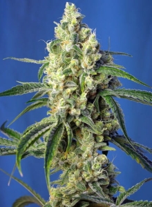 Green Poison CBD Hanfsamen