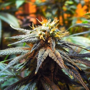 Mango Skunk Hanfsamen