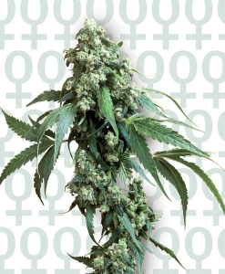 Jack Flash #5 Hanfsamen