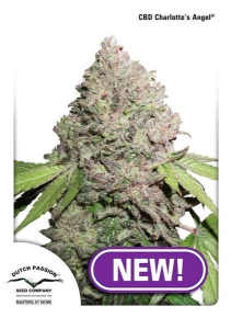CBD Charlotte’s Angel Hanfsamen