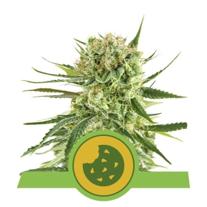 Royal Cookies Auto Hanfsamen